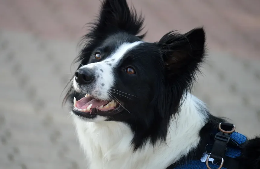 5 Benefícios dos Animais de Estimação para a Saúde Mental Comprovados pela Ciência