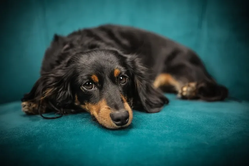 Nutrição Ideal para Cães Idosos: Um Guia Completo