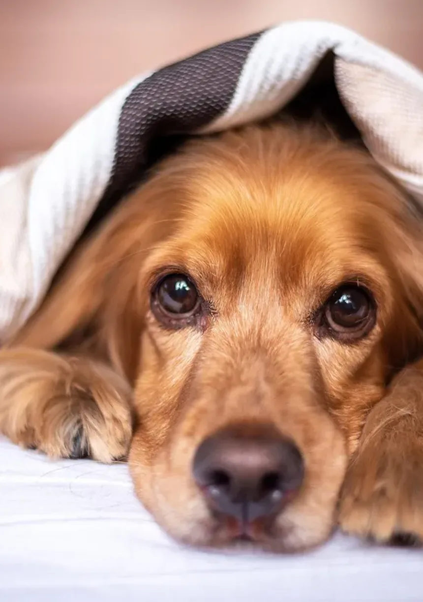 Amitriptilina para Animais de Estimação: Tudo o Que Você Precisa Saber