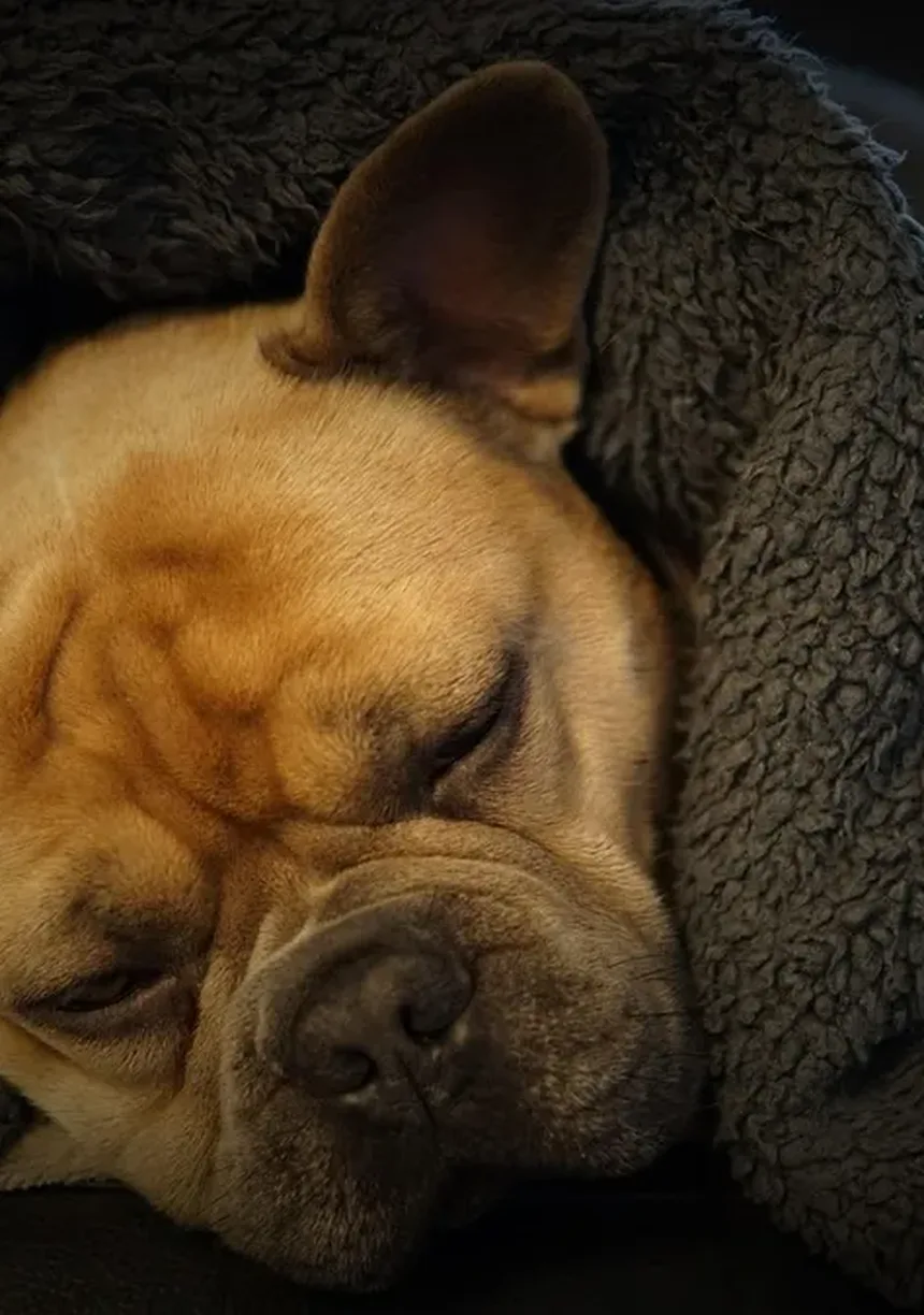 Os Cães Podem Ter Melhores Amigos? Descubra os Sinais!