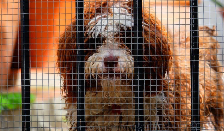 Comportamentos Compulsivos em Cães: Como Identificar e Tratar