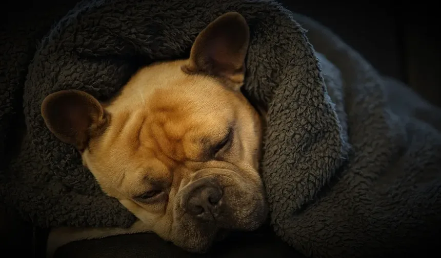 Distemper em Furões: Sintomas, Tratamento e Como Proteger Seu Animal de Estimação