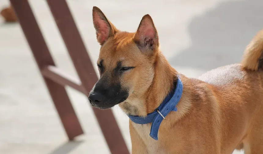 Seu Cachorro Espirra Muito? A Cama Pode Ser a Culpada