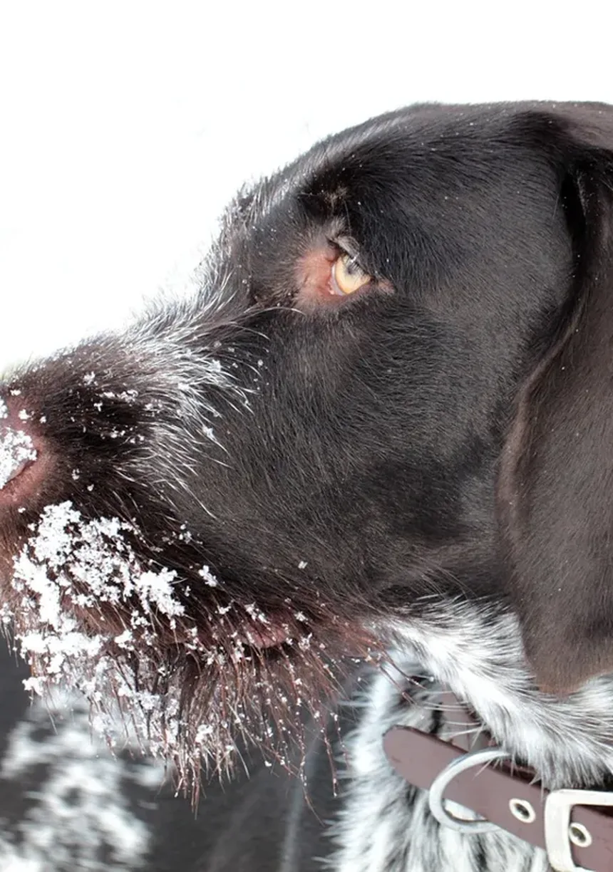Guia de Alimentação e Nutrição para Cães Mais Velhos e Idosos