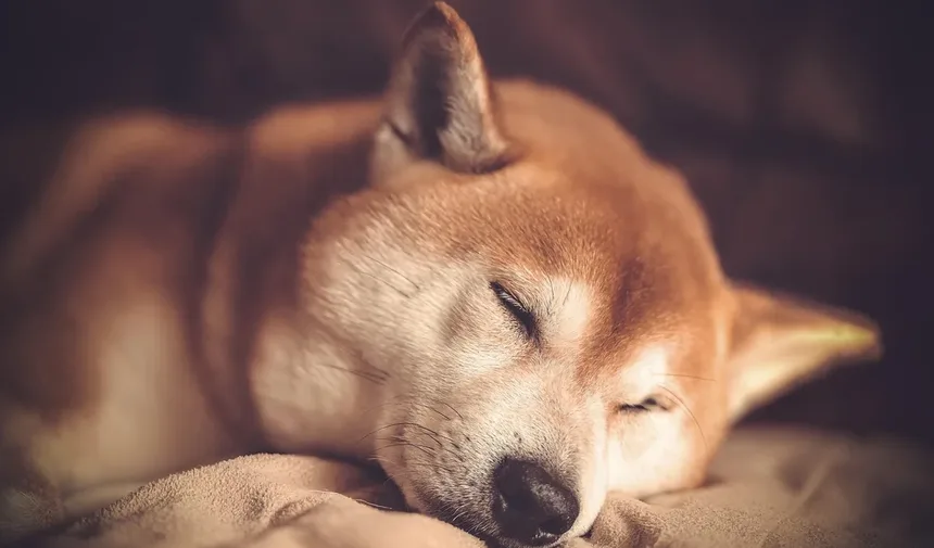 Quantas Palavras Seu Cão Realmente Entende? Descubra Agora!