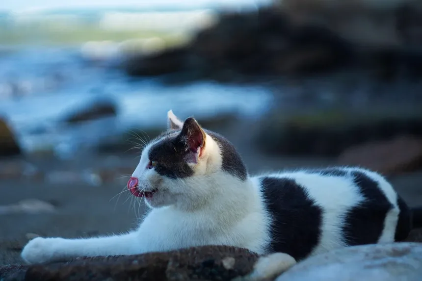 Como Dar Banho no Seu Gato Sem Sofrimento: Guia Completo para Donos