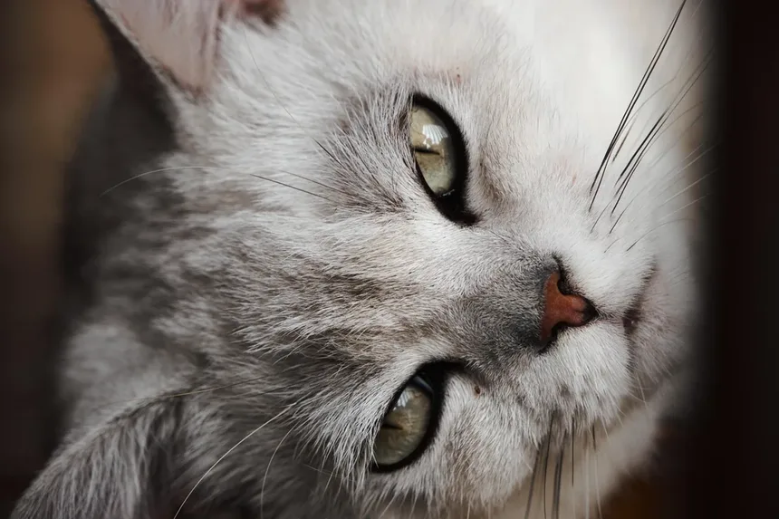 Como Proteger Seu Gato dos Perigos das Carrapatos: Guia Completo