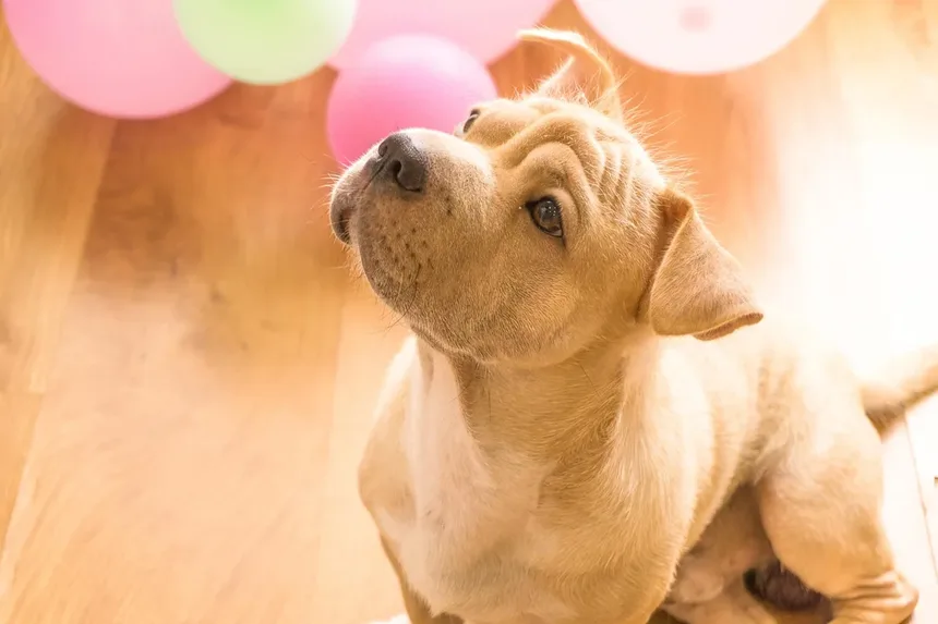 Ponte do Arco-Íris: O Poema que Conforta Proprietários de Animais em Luto