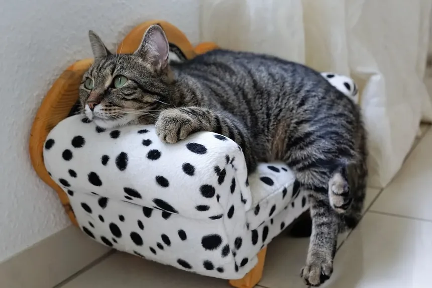 Por Que os Gatos Amam Caixas? 8 Razões Surpreendentes