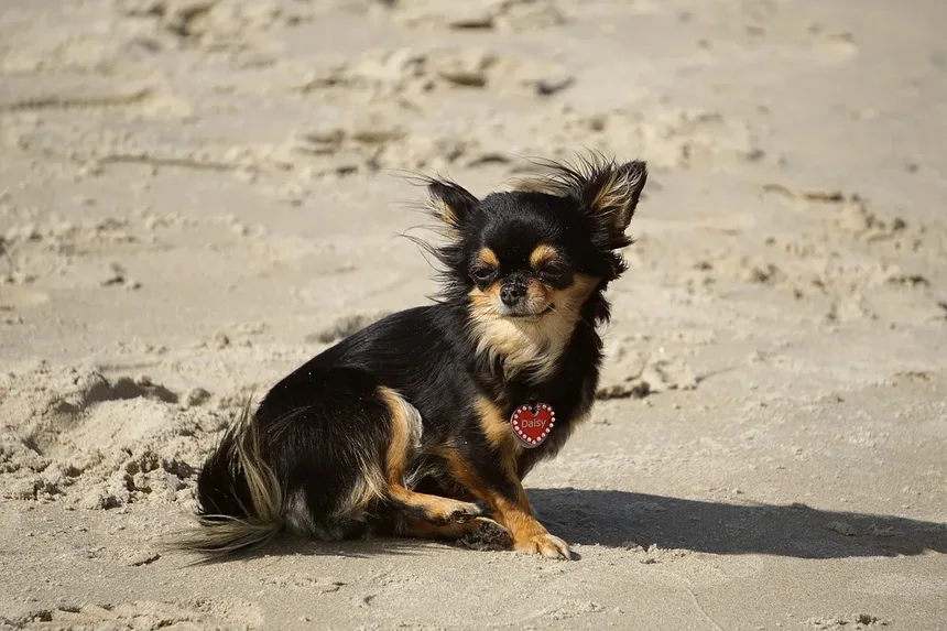 Por que os cães lambem o ar? Descubra os 7 motivos surpreendentes!
